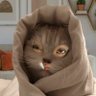 guwateli profil fotoğrafı