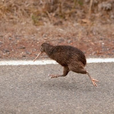 Kiwisteve5's profile picture