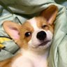徹言's profile picture