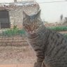 Damian profil fotoğrafı