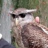 Asri Damayanti profil fotoğrafı