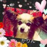 chikarin 的头像