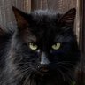 のらねこ's profile picture