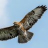 Фото профиля HawkMpls