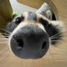 Bucky Cheese Burger 1/5 Commissions's profile picture