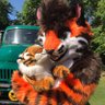 KodaKrome Cougar/Tiger/Fox ACE/ARO ♠️🐺🤍💜🏳️‍🌈 profil fotoğrafı