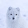 Фото профиля fox