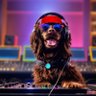 ChefBeanDog profil fotoğrafı