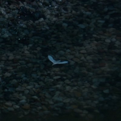 lmmn41's profile picture