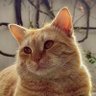 Kuli_Samudra profil fotoğrafı