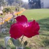 Malik Asif Malik's profile picture