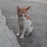Фото профиля Adel