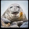lyingseal profil fotoğrafı
