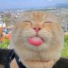 🐈's profile picture