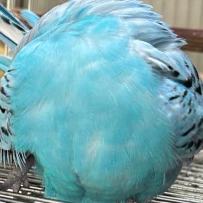 hoiruka_oekaki's profile picture