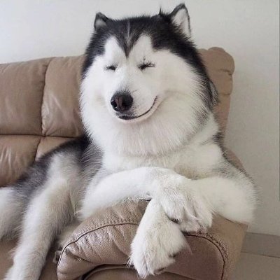 huskylovers_hub's profile picture