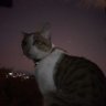 AJ.ZEpeda profil fotoğrafı