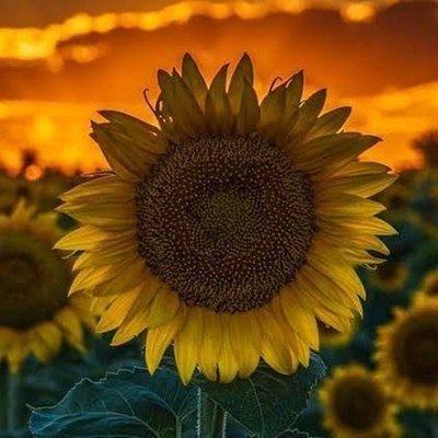 Doğa Dostu's profile picture