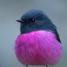 Der Bingle profil fotoğrafı