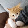 Фото профиля にゃんちゃんにゃーちゃん