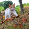 Фото профиля ちぇるしぃ