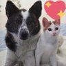 ゆきみかん🐈🍏👁️🗨️👑🐃🩵's profile picture