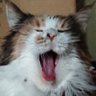 Profilbild von かおり🐈