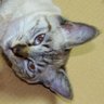 muramura's profile picture