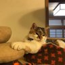 もふもふの下僕 的头像