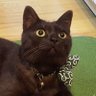 こまぴろ。 profil fotoğrafı