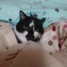 彦にゃんこ's profile picture