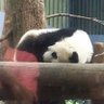 kuya🐼's profile picture