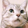 🍏モッチ🐈's profile picture