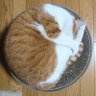 こた 的头像