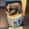 Фото профиля かっしい〜