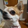 オカメインコ 的头像