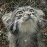 Profilbild von ガルベス
