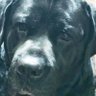 porsche's profile picture