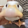 bruce's profile picture