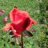 İlhan İlhanoglu profil fotoğrafı