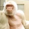 Фото профиля The Vanilla Gorilla