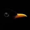 LEMERLE 🇨🇵 ن ✝️ 💤🅡's profile picture