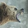 Mad Bear profil fotoğrafı