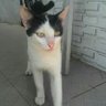 irbah prabancono's profile picture
