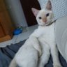@ALVESRAAFA profil fotoğrafı