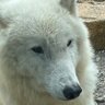 Profilbild von スグ