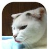 みけねこ's profile picture
