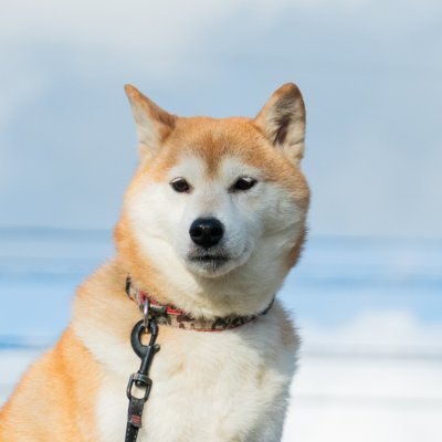 teruo_contrail's profile picture