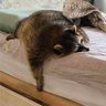 Raspy Racoon's profile picture