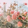 BB🌼🌟🌿's profile picture